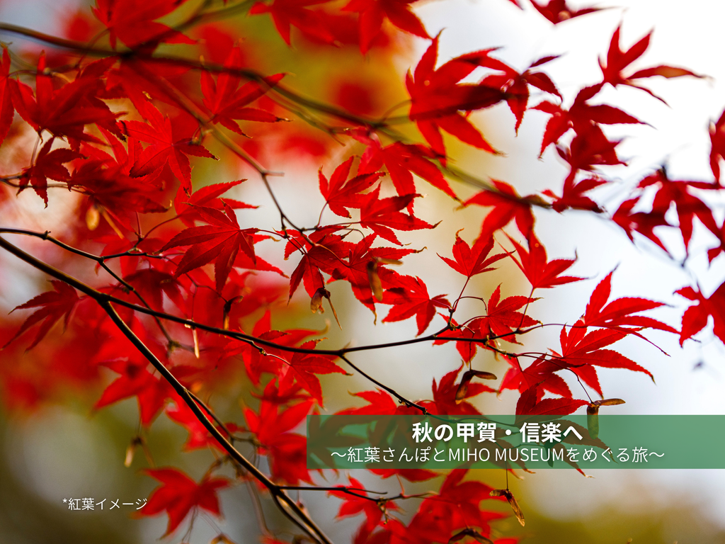 秋の甲賀・信楽へ｜紅葉さんぽとMIHO MUSEUMをめぐる旅